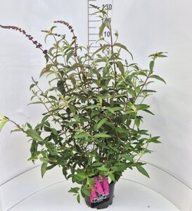 Buddleja d. 'Royal Red' 80-100 cm cont. 10L - afbeelding 4