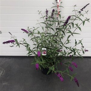 Buddleja d. 'Royal Red' 80-100 cm cont. 10L - afbeelding 7