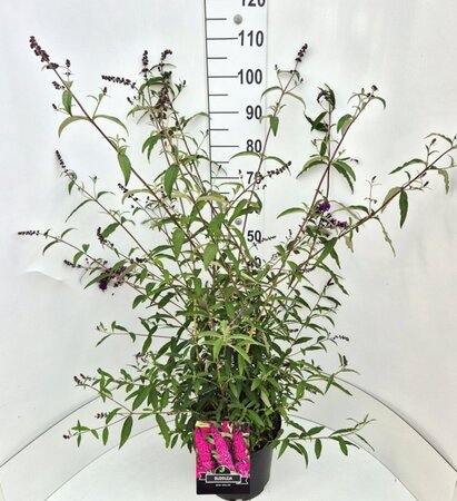 Buddleja d. 'Royal Red' 80-100 cm cont. 10L - afbeelding 5