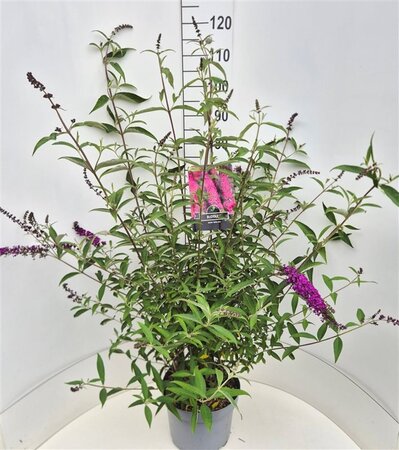 Buddleja d. 'Royal Red' 80-100 cm cont. 10L - afbeelding 5