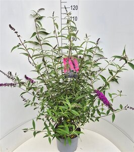 Buddleja d. 'Royal Red' 80-100 cm cont. 10L - afbeelding 5