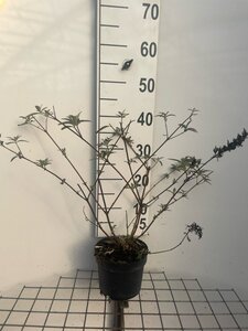 Buddleja d. 'Royal Red' geen maat specificatie cont. 2,0L - afbeelding 1