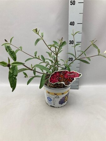 Buddleja d. 'Royal Red' geen maat specificatie cont. 2,0L