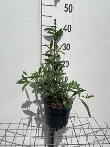 Buddleja d. 'Royal Red' geen maat specificatie cont. 2,0L - afbeelding 2