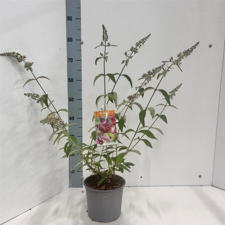 Buddleja weyer. 'Flower Power' 30-40 cm cont. 3,0L