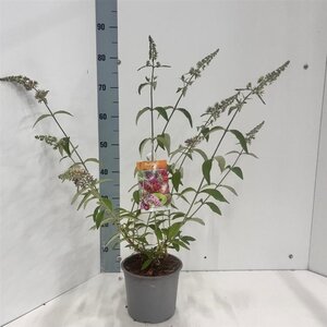 Buddleja weyer. 'Flower Power' 30-40 cm cont. 3,0L