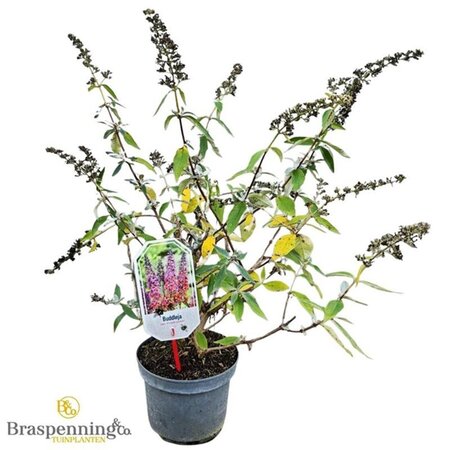 Buddleja weyer. 'Flower Power' 30-40 cm cont. 3,0L - afbeelding 2