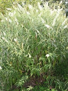 Buddleja d. 'White Profusion' 100-125 cm met kluit