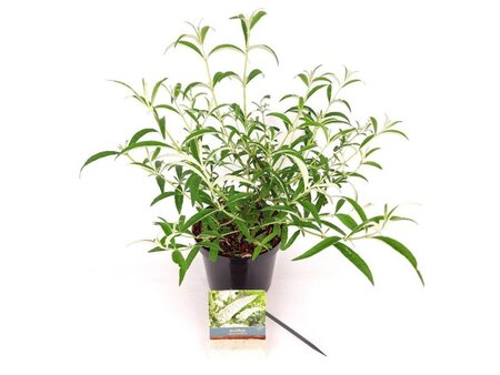 Buddleja d. 'White Profusion' 30-40 cm cont. 3,0L - afbeelding 2