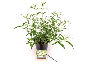 Buddleja d. 'White Profusion' 30-40 cm cont. 3,0L - afbeelding 2