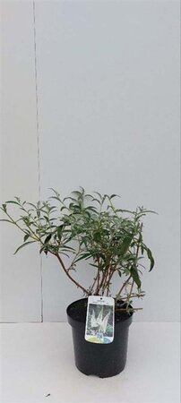 Buddleja d. 'White Profusion' 30-40 cm cont. 3,0L - afbeelding 1