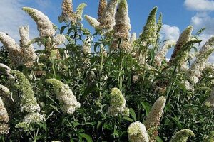 Buddleja d. 'White Profusion' 60-90 cm cont. 3,0L - afbeelding 2