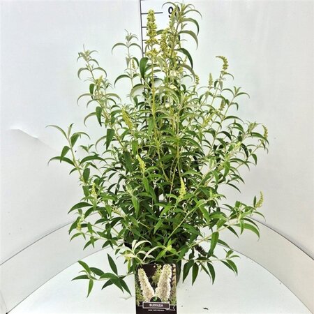 Buddleja d. 'White Profusion' 80-100 cm cont. 10L - afbeelding 2