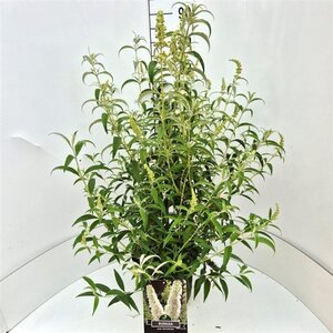Buddleja d. 'White Profusion' 80-100 cm cont. 10L - afbeelding 2