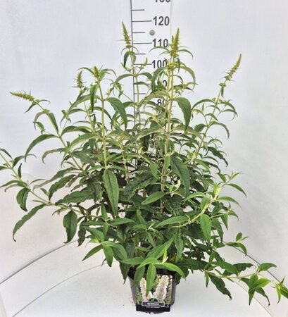 Buddleja d. 'White Profusion' 80-100 cm cont. 10L - afbeelding 4
