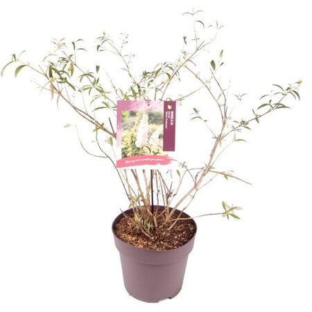 Buddleja d. 'White Profusion' 80-100 cm cont. 10L - afbeelding 10