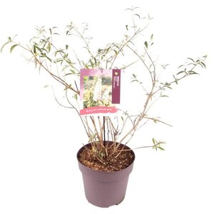 Buddleja d. 'White Profusion' 80-100 cm cont. 10L - afbeelding 10