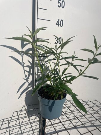 Buddleja d. 'White Profusion' geen maat specificatie cont. 2,0L - afbeelding 1