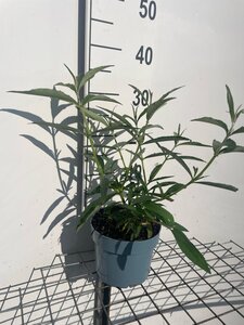 Buddleja d. 'White Profusion' geen maat specificatie cont. 2,0L - afbeelding 1