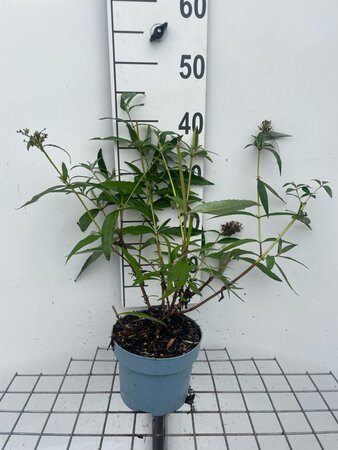 Buddleja d. 'White Profusion' geen maat specificatie cont. 2,0L - afbeelding 3