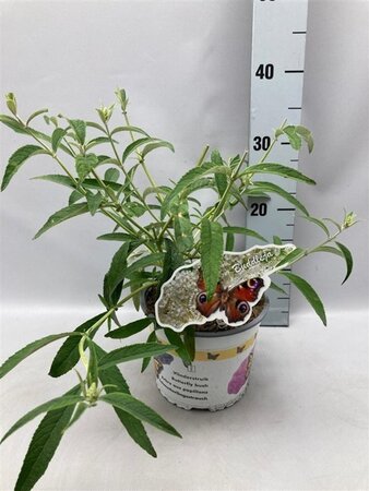 Buddleja d. 'White Profusion' geen maat specificatie cont. 2,0L
