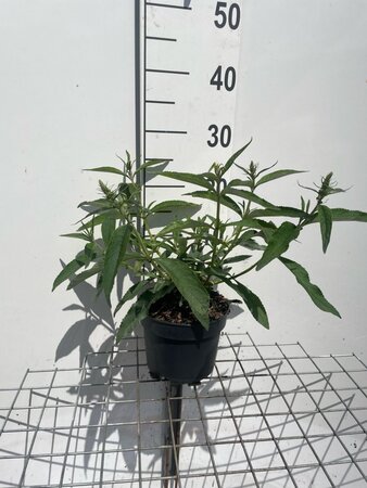 Buddleja d. 'White Profusion' geen maat specificatie cont. 2,0L
