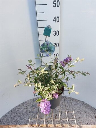Buddleja Free Petite Blue Heaven 30-40 cm cont. 3,0L - afbeelding 2