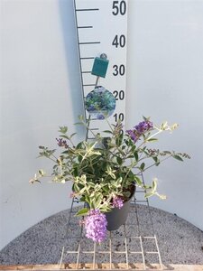Buddleja Free Petite Blue Heaven 30-40 cm cont. 3,0L - afbeelding 2