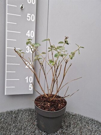 Buddleja Free Petite Blue Heaven 30-40 cm cont. 3,0L - afbeelding 1