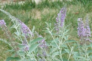 Buddleja 'Lochinch' 50-60 cm cont. 3,0L