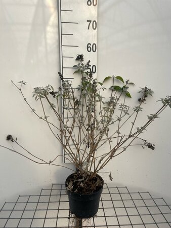 Buddleja 'Lochinch' geen maat specificatie cont. 2,0L - afbeelding 1