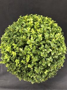 Buxus sempervirens 140 cm met kluit bol - afbeelding 3