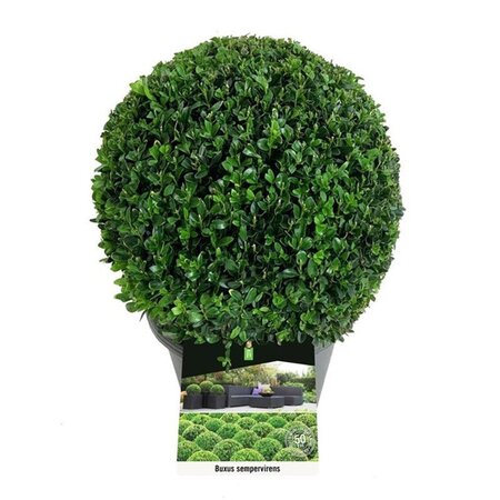 Buxus sempervirens 30 cm cont. 5,0L bol - afbeelding 2