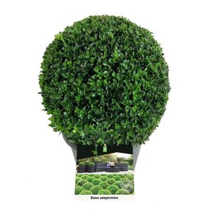 Buxus sempervirens 30 cm cont. 5,0L bol - afbeelding 2