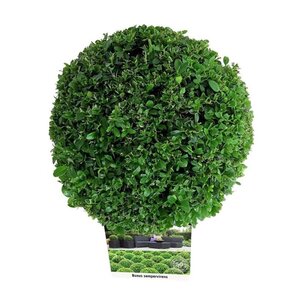 Buxus sempervirens 30 cm cont. 5,0L bol - afbeelding 3