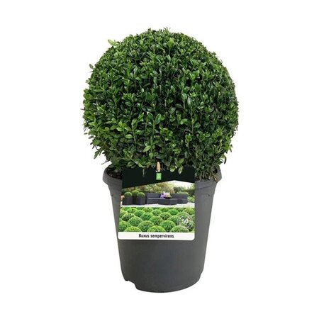 Buxus sempervirens 30 cm cont. 5,0L bol - afbeelding 4
