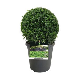 Buxus sempervirens 30 cm cont. 5,0L bol - afbeelding 4