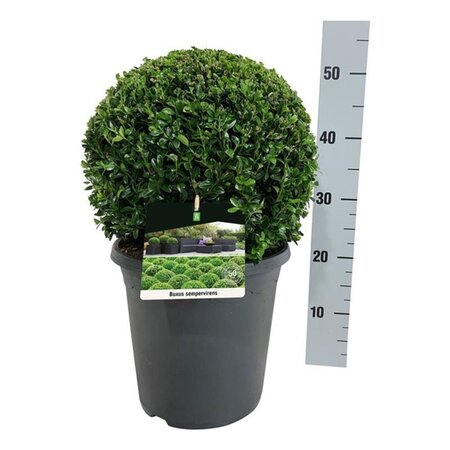 Buxus sempervirens 35 cm cont. 7,5L bol - afbeelding 1