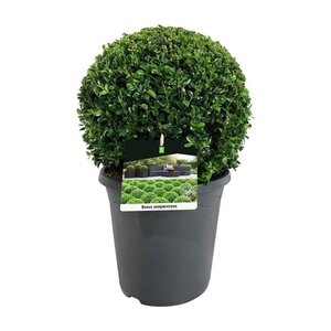 Buxus sempervirens 35 cm cont. 7,5L bol - afbeelding 2