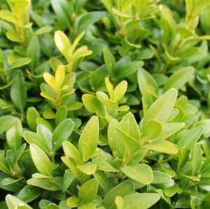 Buxus sempervirens 40-50 cm cont. 5,0L - afbeelding 5