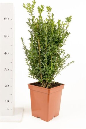 Buxus sempervirens 40-50 cm cont. 5,0L - afbeelding 6