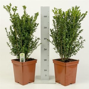 Buxus sempervirens 40-50 cm cont. 5,0L - afbeelding 7