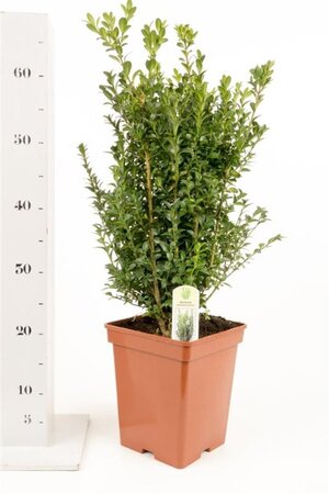 Buxus sempervirens 40-50 cm cont. 5,0L - afbeelding 8