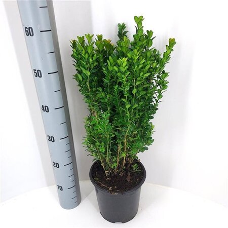 Buxus sempervirens 40-50 cm cont. 5,0L - afbeelding 8
