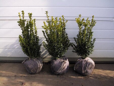 Buxus sempervirens 40-50 cm met kluit - afbeelding 2