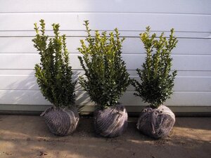 Buxus sempervirens 40-50 cm met kluit - afbeelding 2