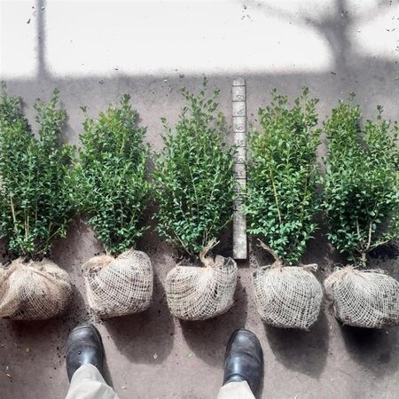 Buxus sempervirens 40-50 cm met kluit - afbeelding 3