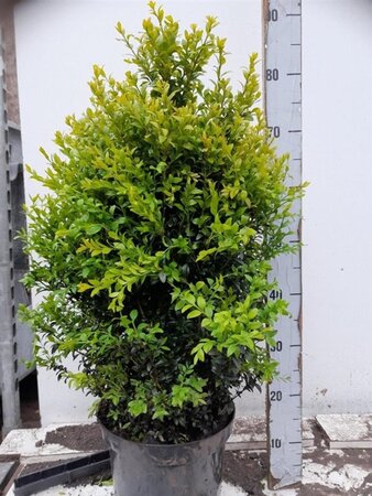 Buxus sempervirens 50-60 cm cont. 7,5L - afbeelding 2