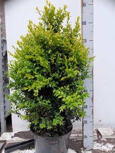 Buxus sempervirens 50-60 cm cont. 7,5L - afbeelding 2