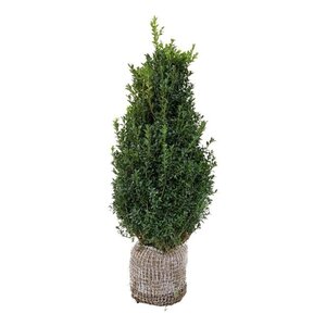 Buxus sempervirens 80-100 cm met kluit struik